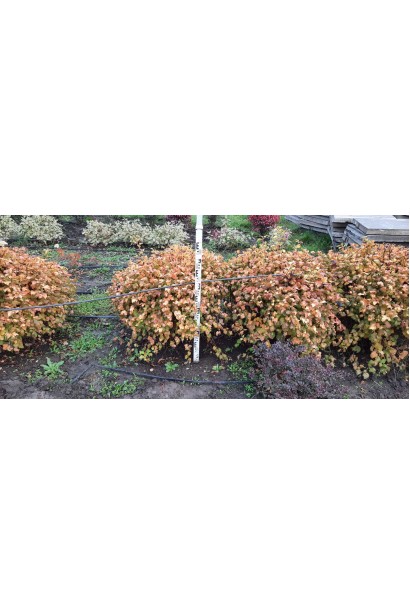 Пухироплiдник калинолистий Лютеус - ком50кг/вис.70-90см/Ø80-90см